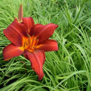 Hemerocallis 'Anzac' ---